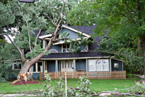 fallen tree