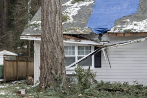 winter damage
